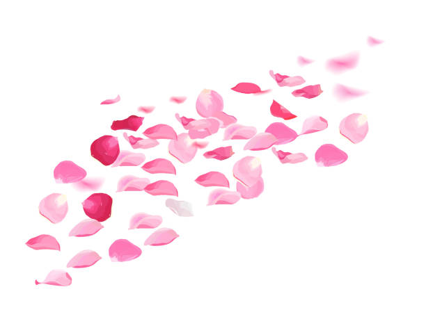 흰색 배경에 고립 된 어 꽃 꽃잎에서 - valentines day flash stock illustrations