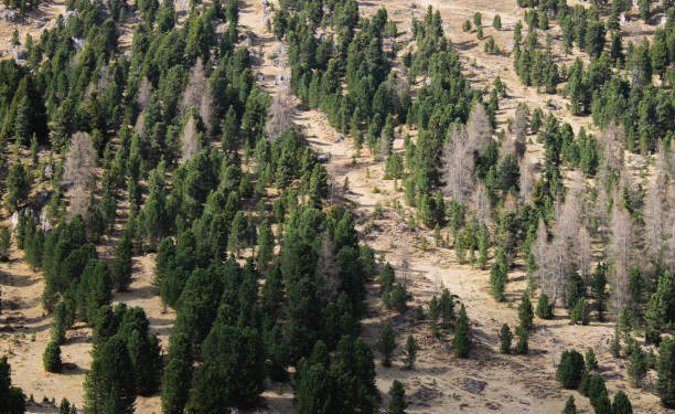istock Pine row in national park 943322318