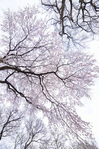 istock Landscape view of Japanese White Cherry Blossoms tree 943322612