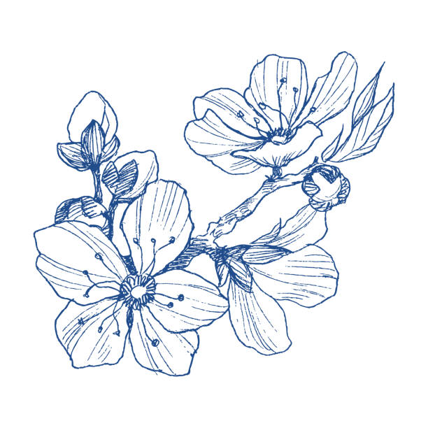 아몬드 꽃 분기 흰색 절연 합니다. 빈티지 식물 손으로 그려진된 그림. 애플 이나 벚꽃 나무의 봄 꽃입니다. - flower head flower blossom botany stock illustrations
