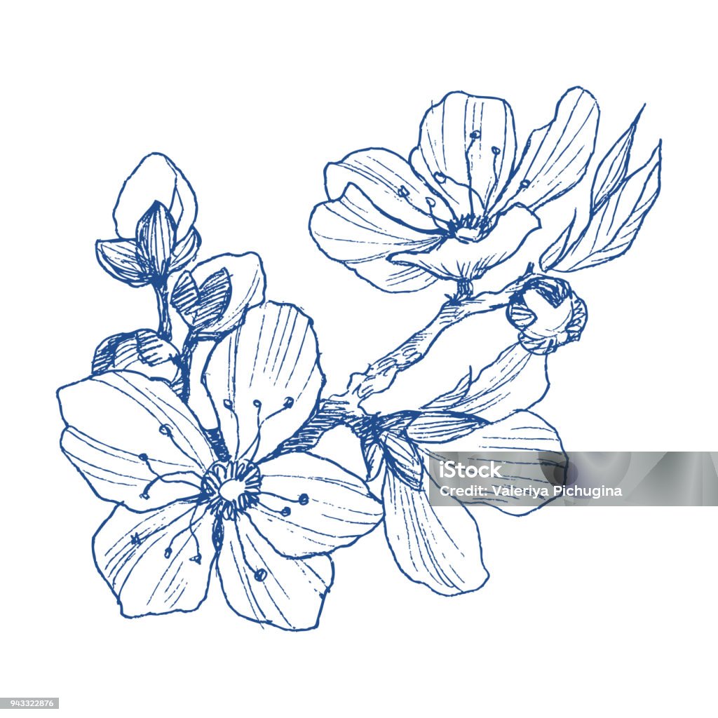 Almond blossom branch isolated on white. Vintage botanical hand drawn illustration. Spring flowers of apple or cherry tree. Blooming tree. Hand drawn botanical blossom branches on white background. Vector illustration. Can use for greeting cards, wedding invitations, patterns. Cherry Blossom stock vector