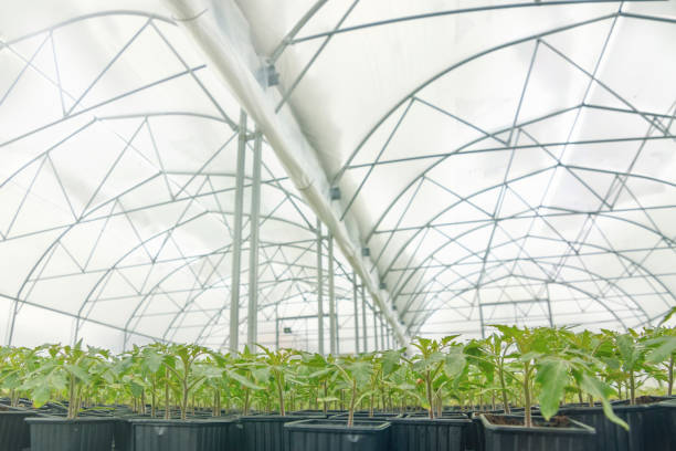 istock Sprouted Tomato. Potted Tomato Seedlings Green Leaves. 943323146