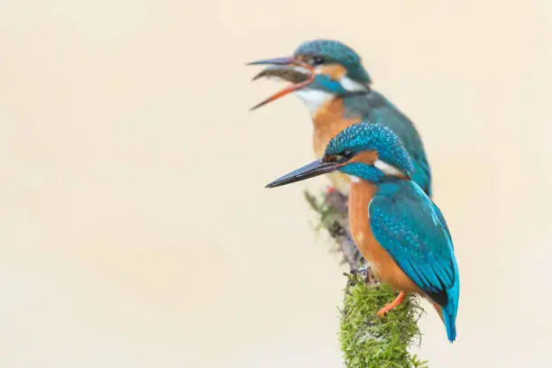 Two common kingfisher (Alcedo atthis) perching on a branch. The female animal is eating a fish.