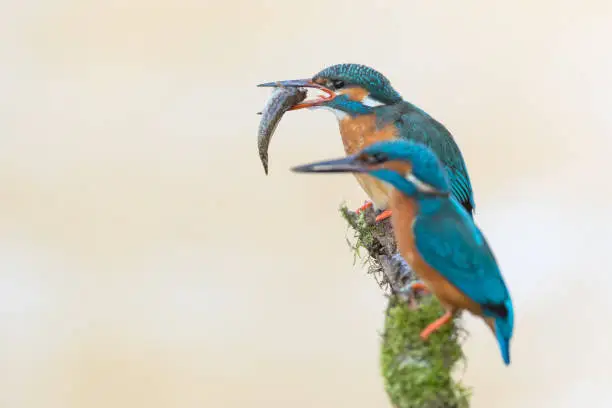 Two common kingfisher (Alcedo atthis) perching on a branch. The female animal is eating a fish.