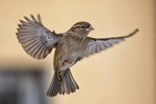 Female Sparrow in flight.Female Sparrow in flight with spread wings.