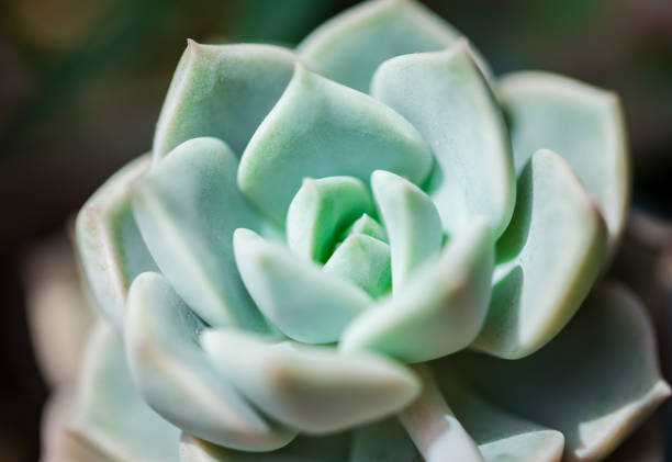 istock succulent plant close-up 943326938