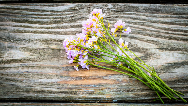 Natural Herbal Cardamine or Cuckoo flower on rustic wood table with copy space Natural Herbal Cardamine or Cuckoo flower on rustic wood table with copy space dentaria stock pictures, royalty-free photos & images