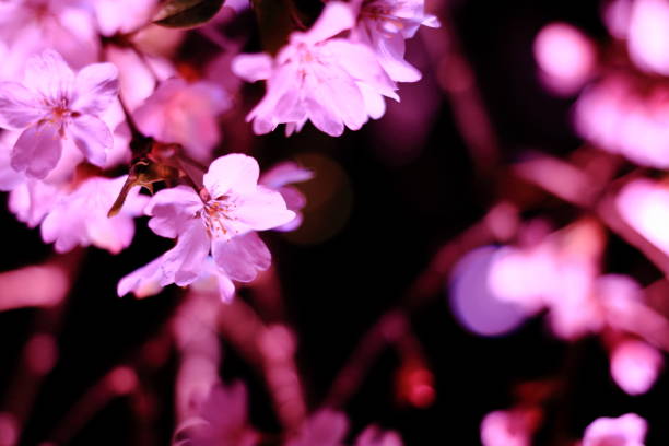 ne pleureur cerisier en sakura aucun sato, izu, shizuoka, japon (scène de nuit) - sakura tree flower cherry blossom photos et images de collection