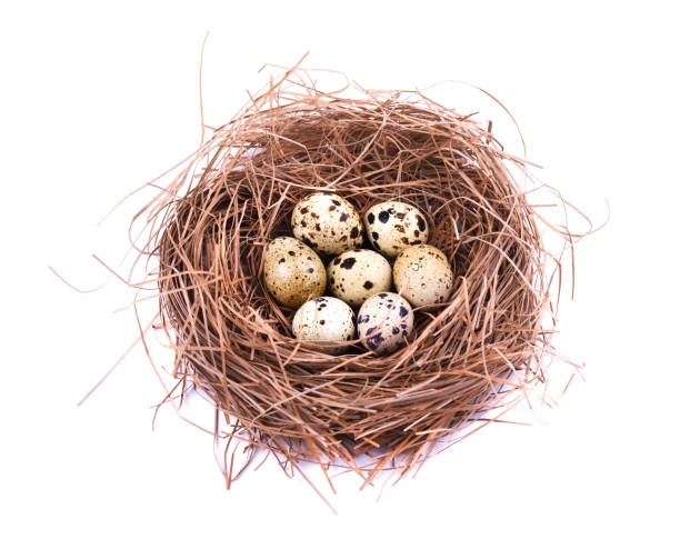 istock Quail eggs in a straw nest, isolated on white background. 943330604