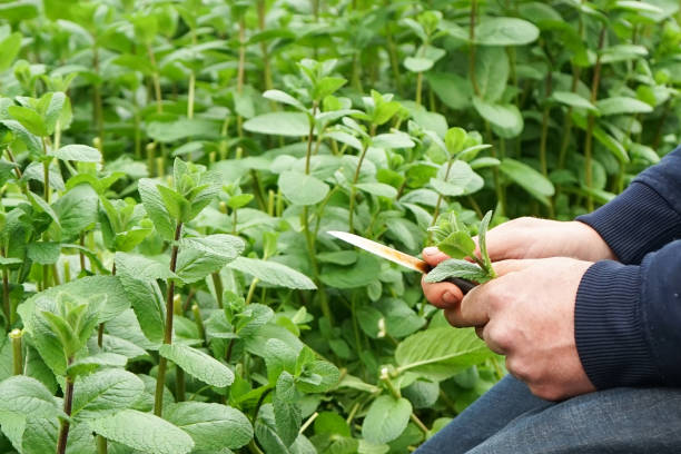 istock a big greenhouse with plants 943330652