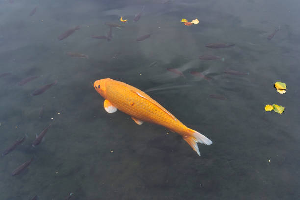 istock Koi carp fish in a pond 943331084