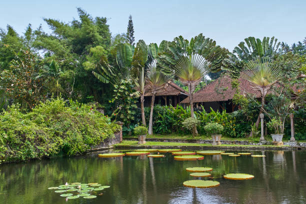 istock Victoria Amazonica Giant Water Lilies 943331234