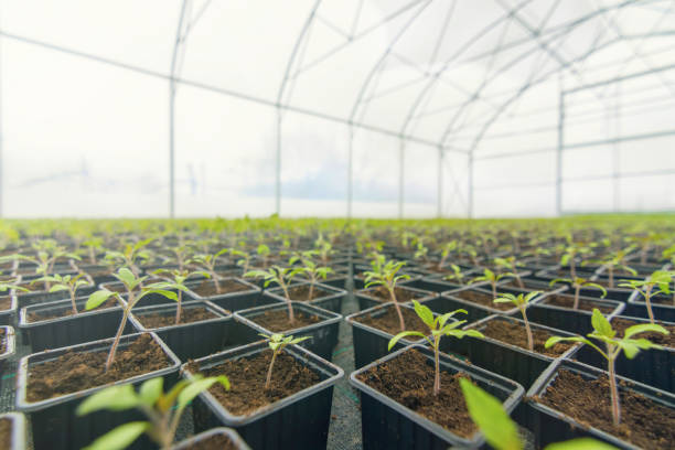 istock Sprouted Tomato. Potted Tomato Seedlings Green Leaves. 943331530