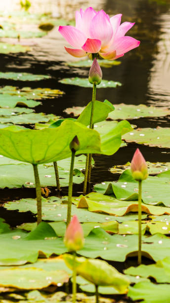 istock Beautiful pink lotus flower in pond. 943338734