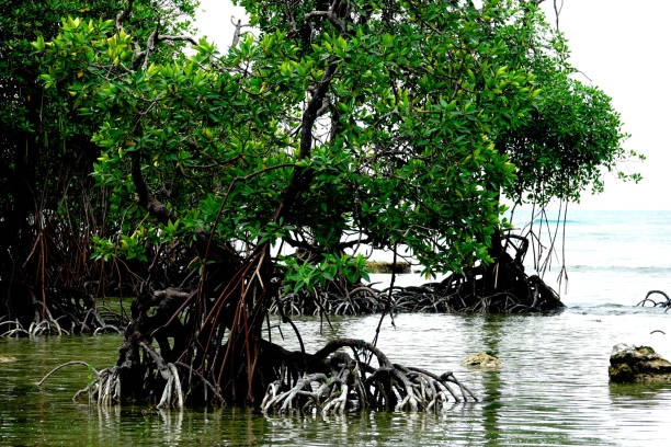 istock Neil Island Andaman Island 943339102
