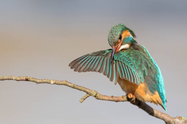 istock Female common kingfisher (Alcedo atthis) 943339470