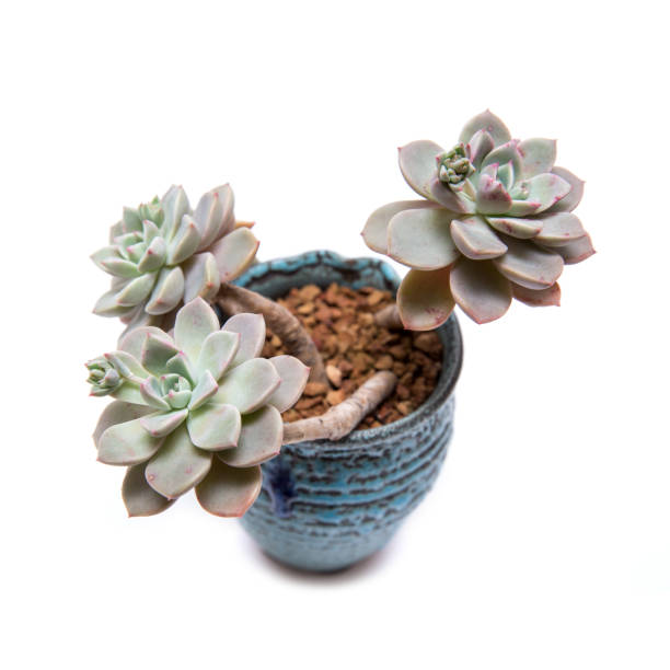 istock Succulent plant in the flower pot isolated on white background 943343782