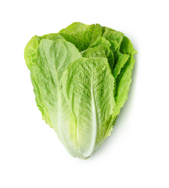 Fresh Romain Lettuce isolated on white background. Fresh Romain Lettuce isolated on white background. lettuce leaf stock pictures, royalty-free photos & images