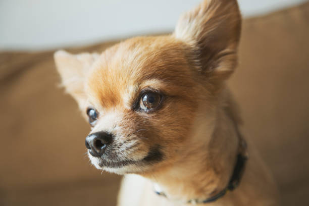 Chico the chihuahua out for a walk in a leash