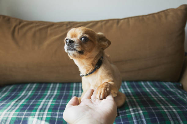 Woman kissing a Chihuahua dog