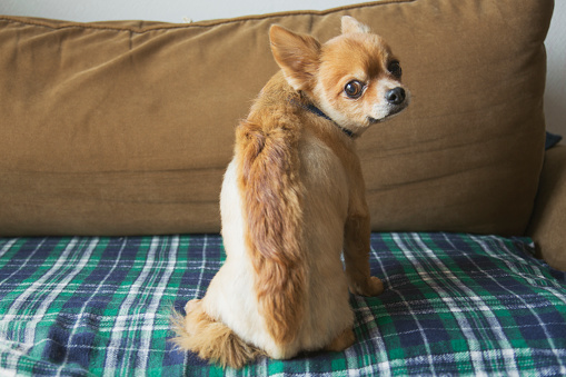 A dog sitting on the sofa.
