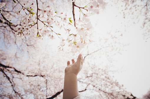 Hand of boy reaching for cherry blossoms.