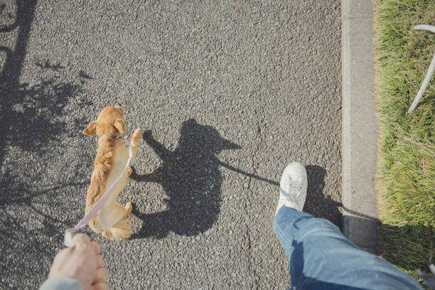 A bird eye's view of man walking the dog.