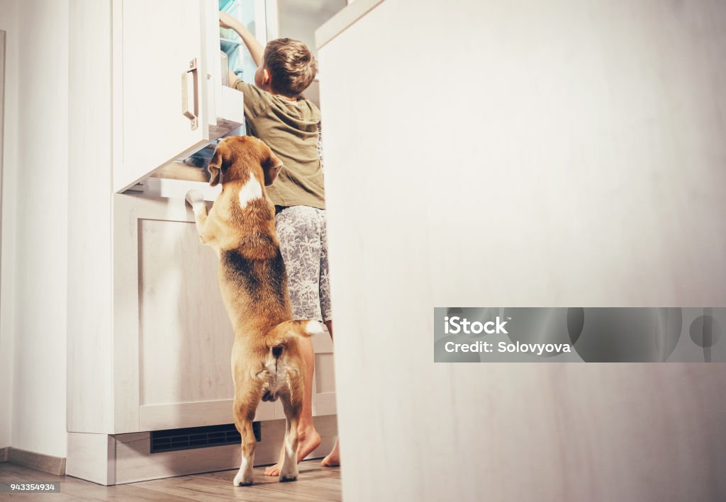 Boy and beagle dog look something delicious  in refrigerator Dog Stock Photo