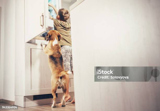 Boy And Beagle Dog Look Something Delicious In Refrigerator Stock Photo - Download Image Now