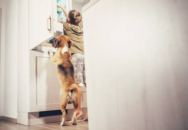 menino e beagle cachorro olhar algo delicioso na geladeira - suplica - fotografias e filmes do acervo