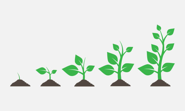 ilustrações de stock, clip art, desenhos animados e ícones de plants growing in the ground. vector illustration. - tree set