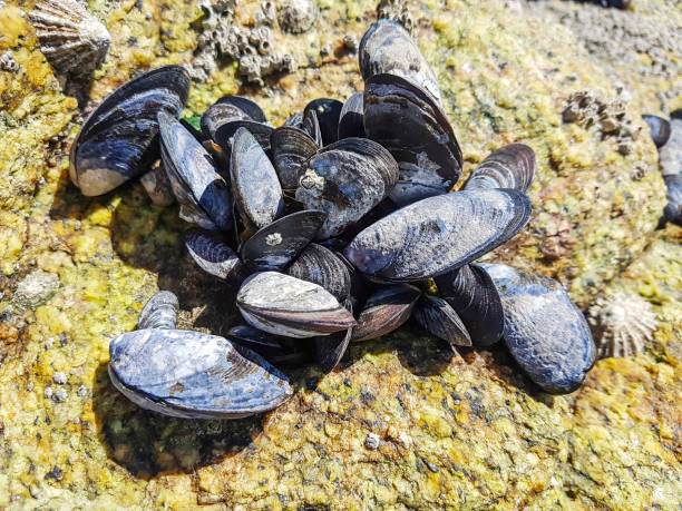 istock Mussels in the coastal rock 943355468