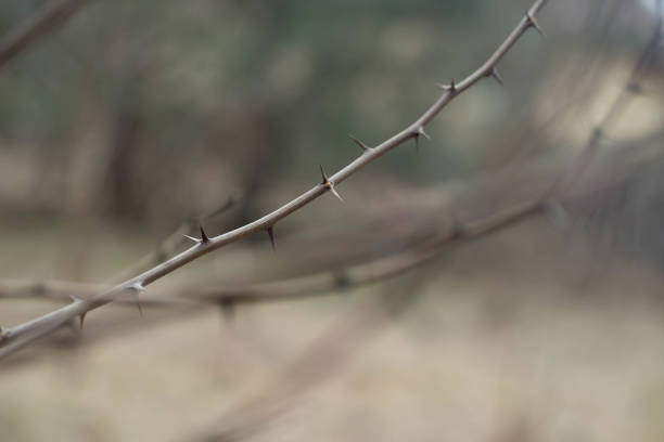 istock thorn of black locust macro 943364862