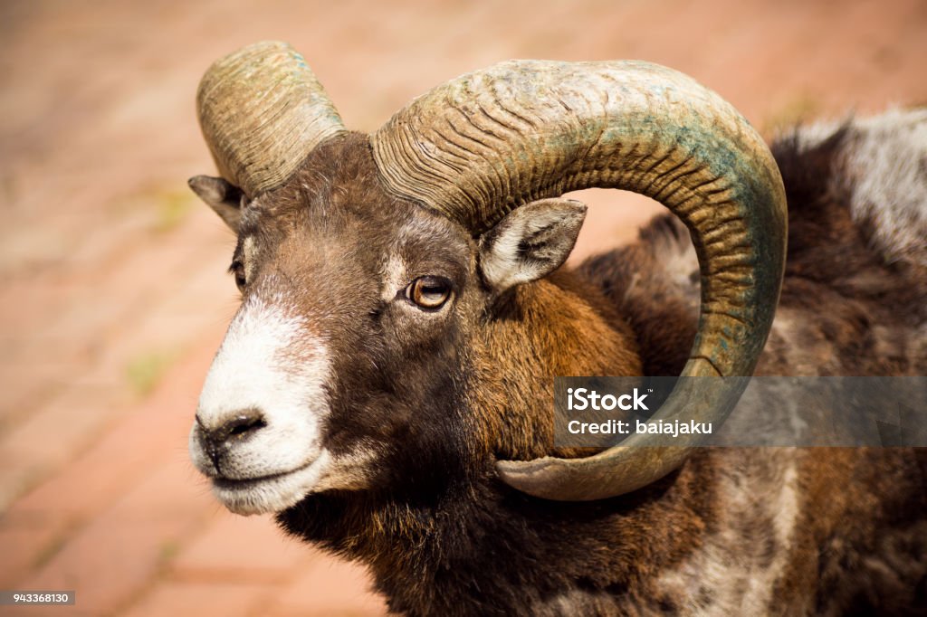 mouflon wild goat animal portrait Animal portrait of mouflon or wild goat with curvy horns. Animal Stock Photo