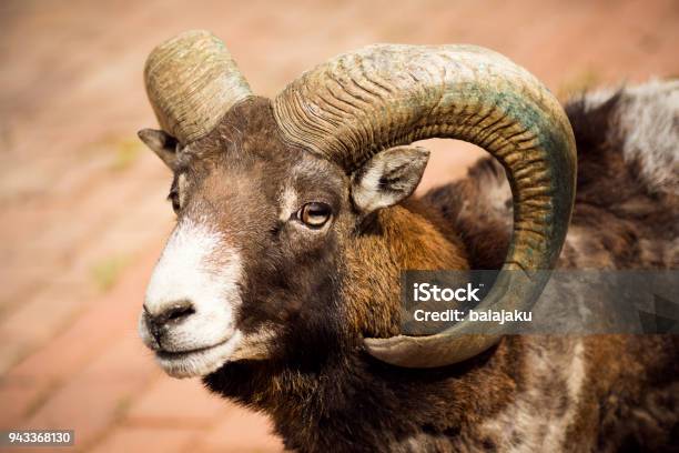 Mouflon Wild Goat Animal Portrait Stock Photo - Download Image Now - Animal, Animal Wildlife, Bighorn Sheep