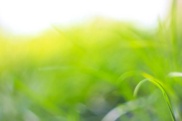 istock Abstract natural backgrounds with beauty bokeh. 943368948