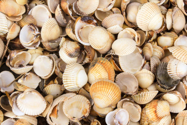 istock Collection of Seashells on a Beach 943371876