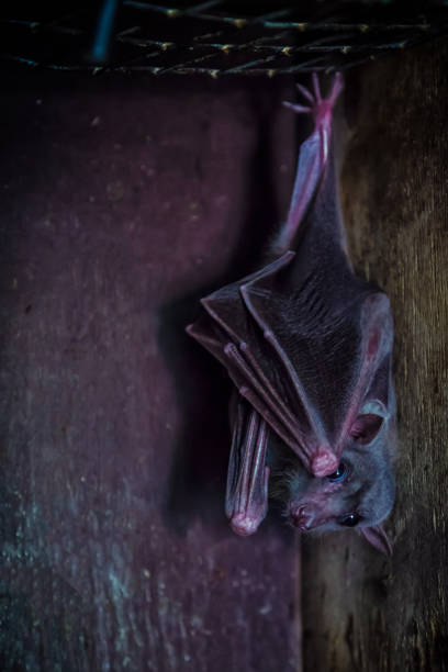istock Close-up of a black bat 943371970