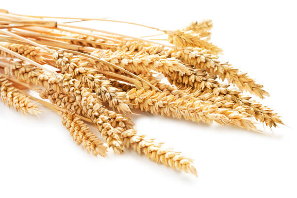 istock sheaf of wheat ears isolated on white background 943372192