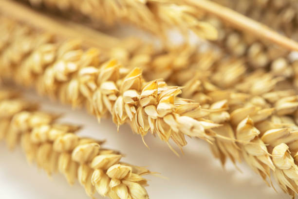 istock Closeup of wheat ears on white background 943372228