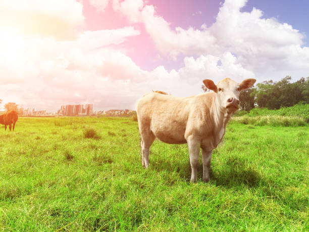 Blue sky and white clouds, cattle on the grass.
