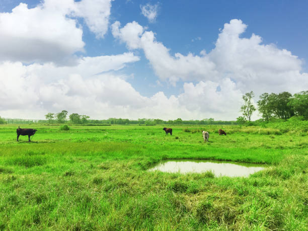 istock Blue sky and white clouds, cattle on the grass. 943383046