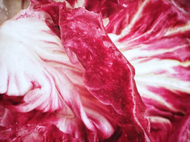 Close up of radicchio