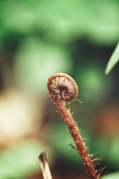 istock Tropical fern leaves 943388724