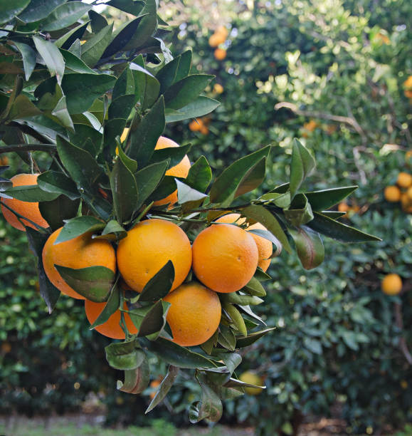 Branch with ripe oranges