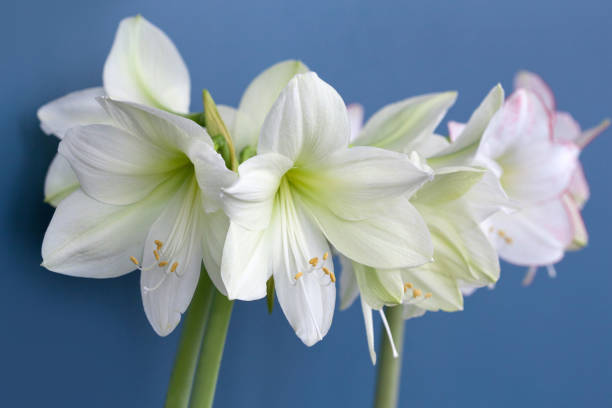 White Lilly flower in bloom