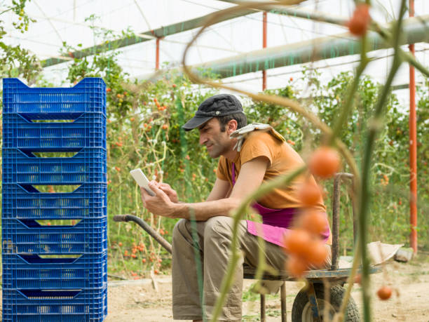 istock Adult Man Using Digital Tablet While Working In Modern Tomato Greenhouse 943393556