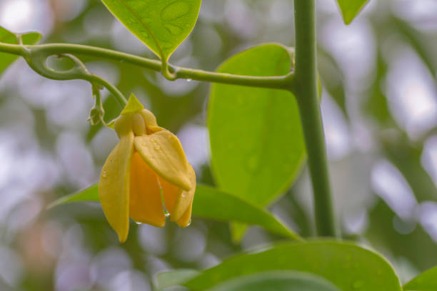 istock Ylang ylang with rain drops 943394042