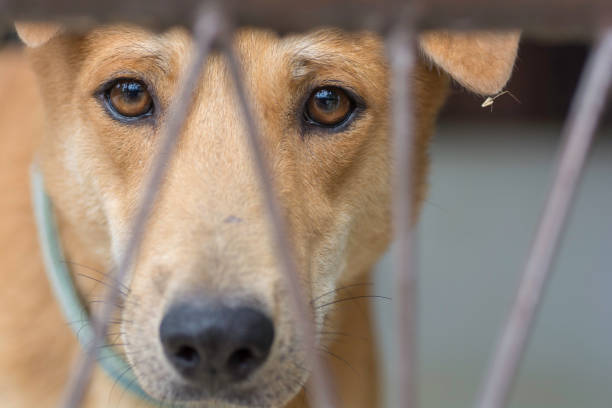 istock Dog eye closeup 943394066