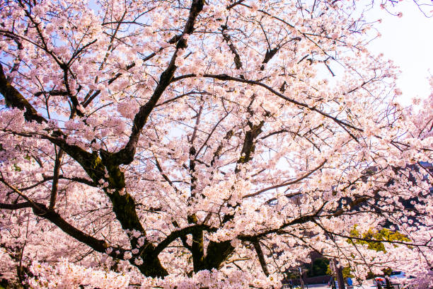 Pink Cherry Blossoms in Kyoto Japan